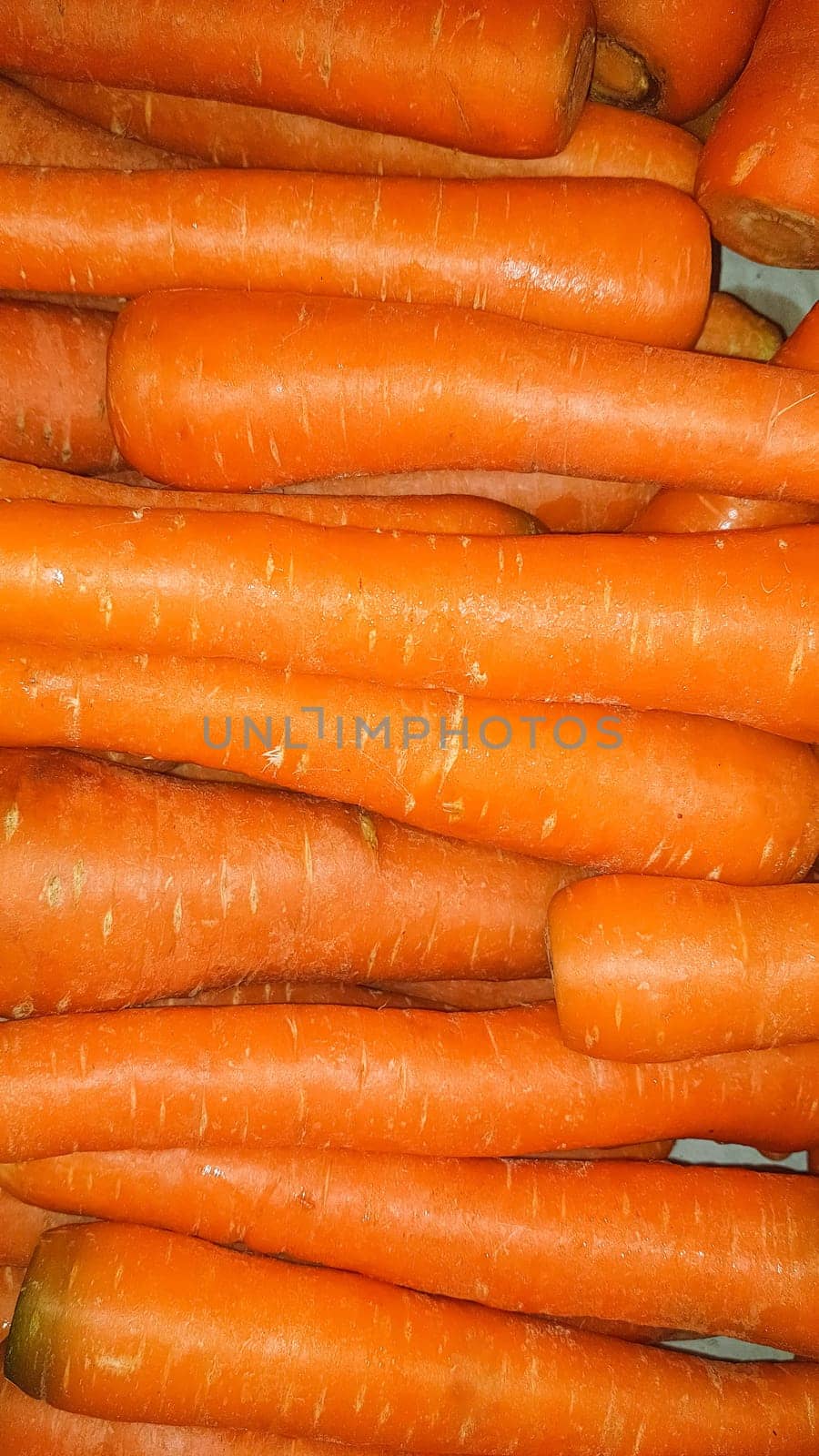 Fresh produce of carrots spring food vegetable. Fresh big orange carrot texture background by antoksena