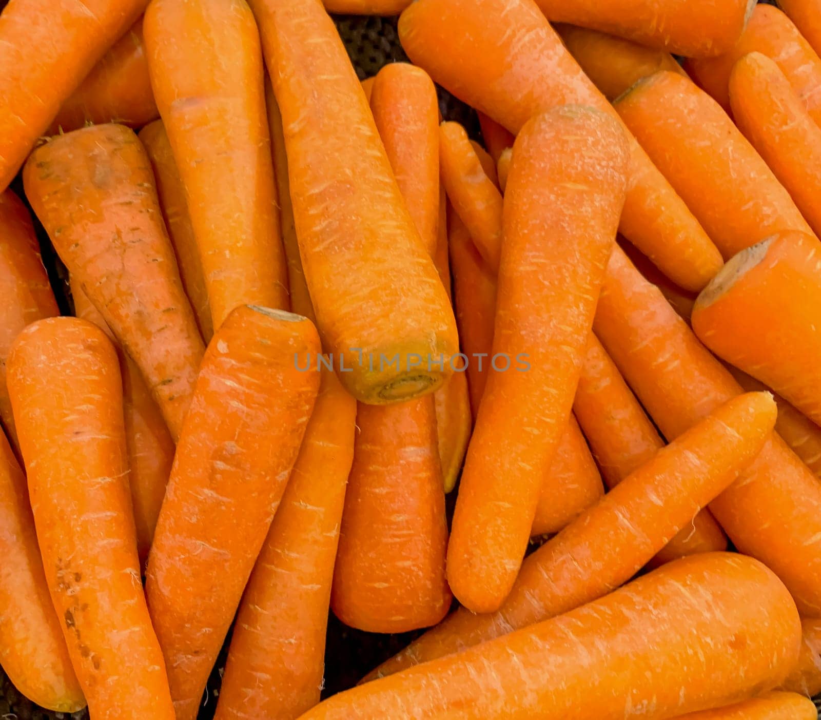 Fresh produce of carrots spring food vegetable. Fresh big orange carrot texture background by antoksena