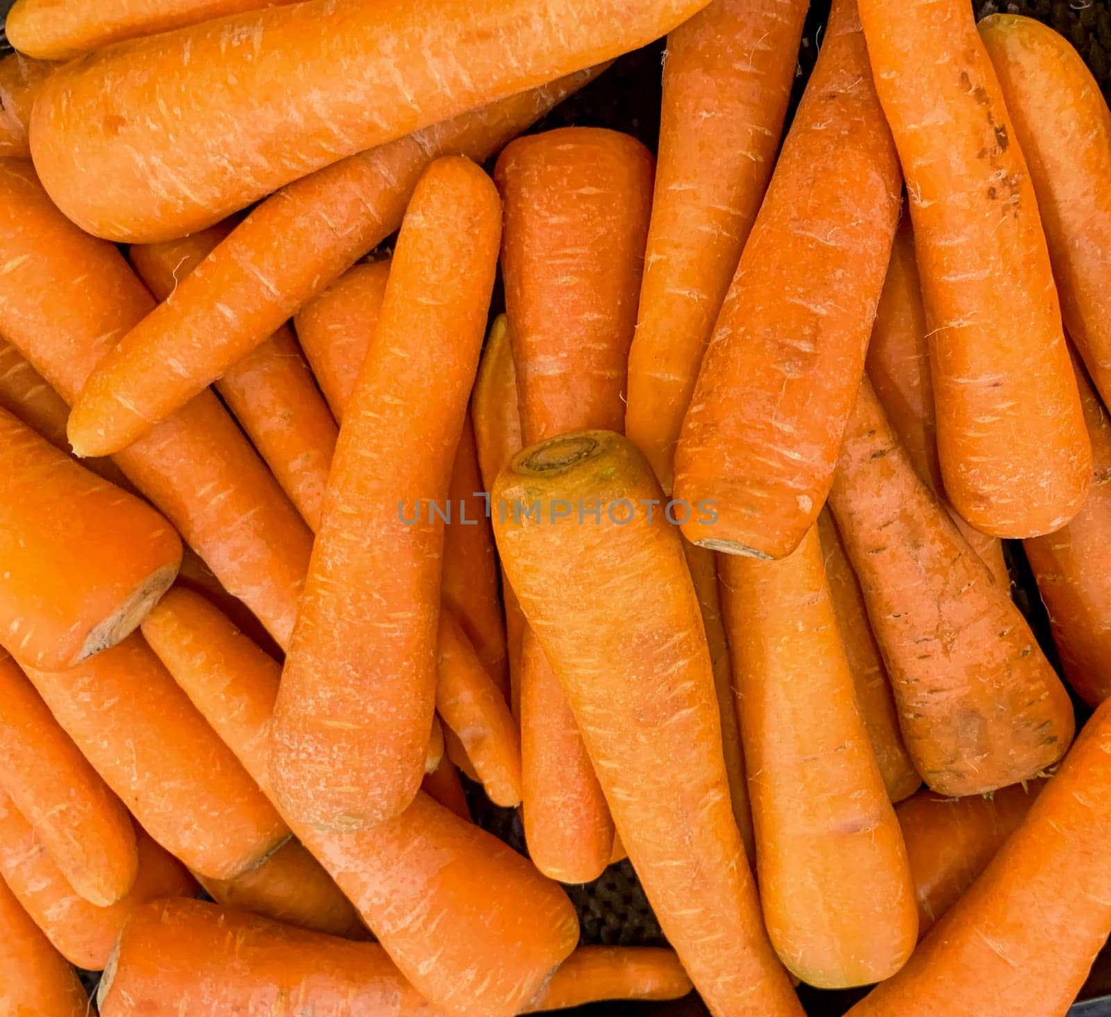 Fresh produce of carrots spring food vegetable. Fresh big orange carrot texture background by antoksena
