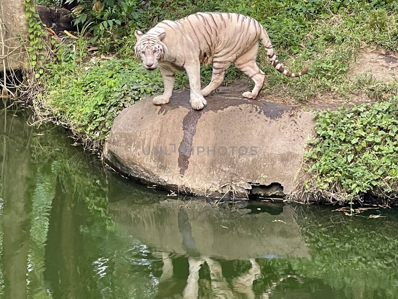 White Bengal tiger standing and looking straight. Bengal tiger (Panthera tigris tigris) by antoksena