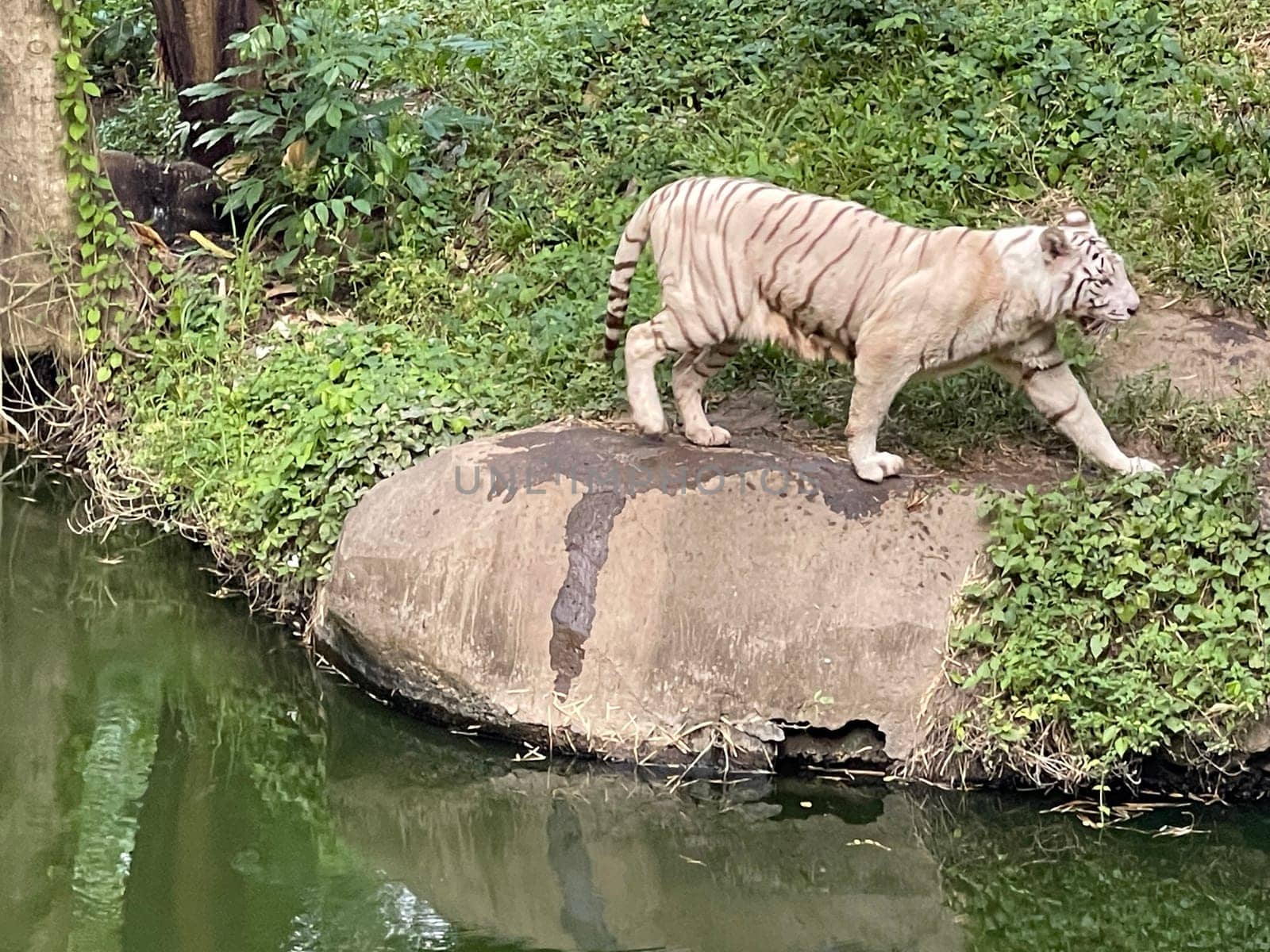 White Bengal tiger standing and looking straight. Bengal tiger (Panthera tigris tigris), looking restless