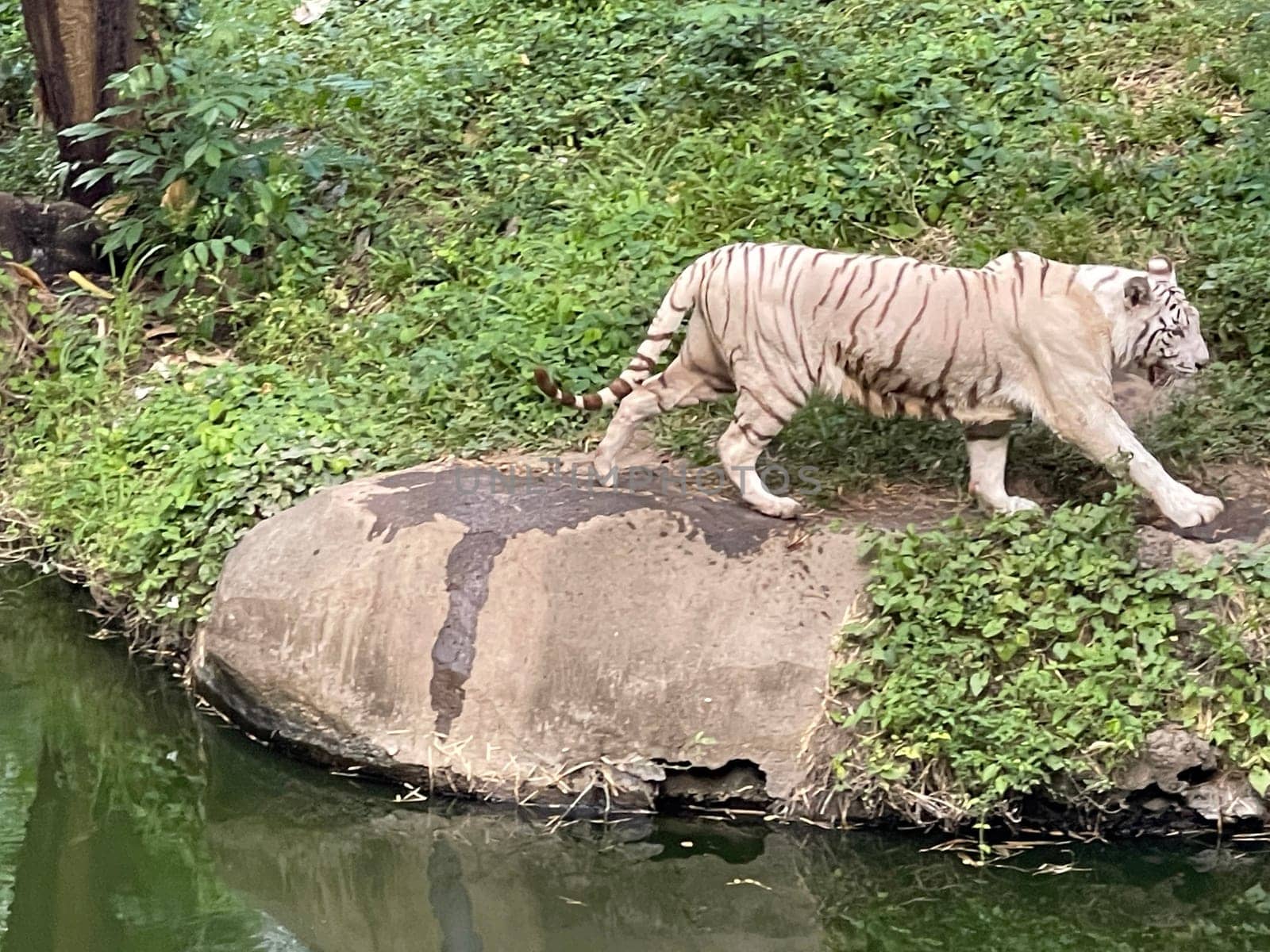 White Bengal tiger standing and looking straight. Bengal tiger (Panthera tigris tigris), looking restless