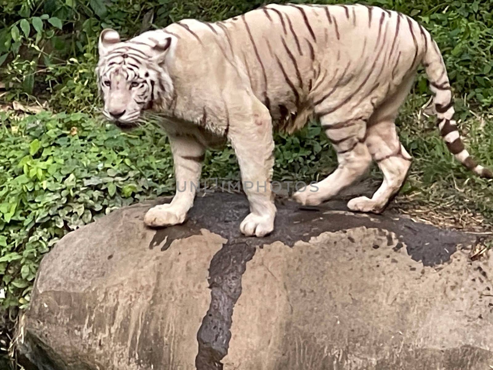 White Bengal tiger standing and looking straight. Bengal tiger (Panthera tigris tigris) by antoksena