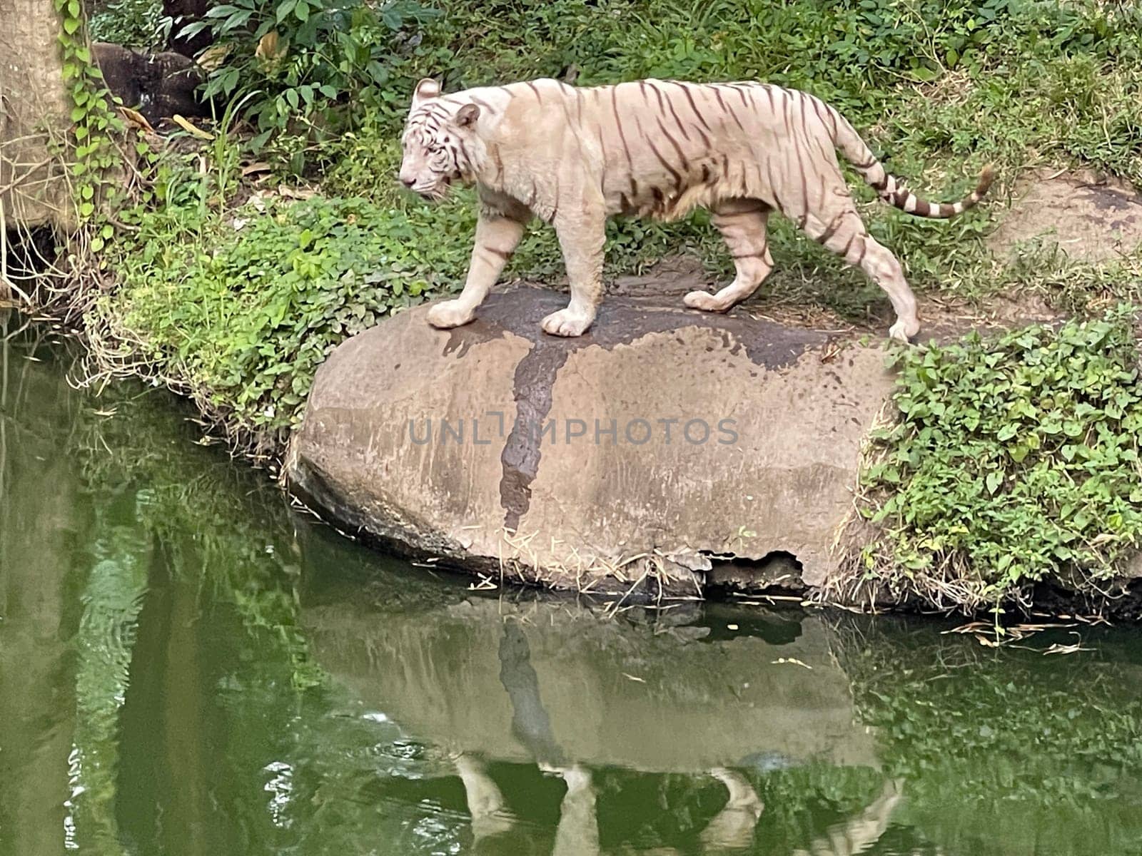 White Bengal tiger standing and looking straight. Bengal tiger (Panthera tigris tigris), looking restless