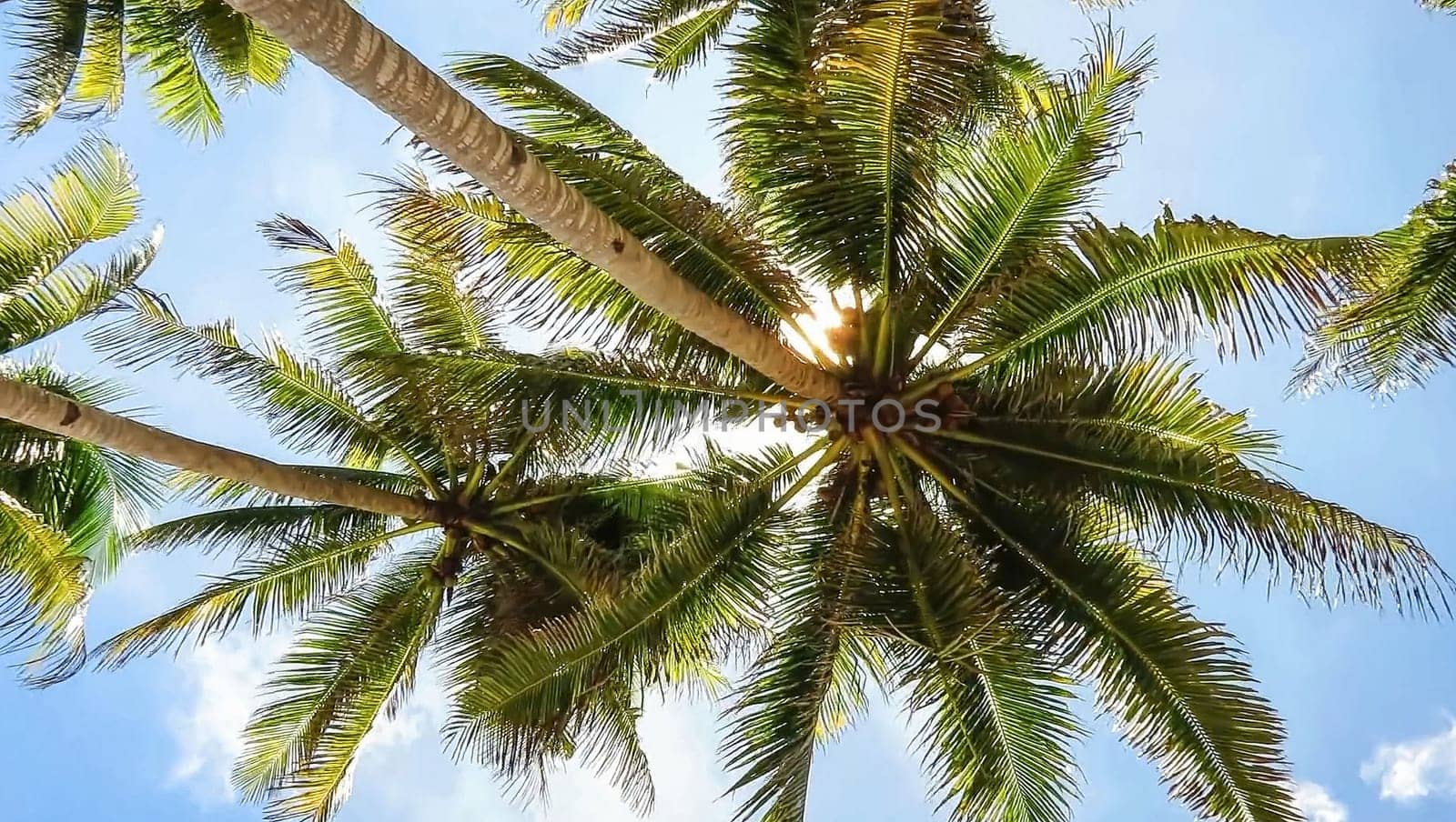 Tropical paradise beach with white sand and palm trees panoramic tourism tourism concept background