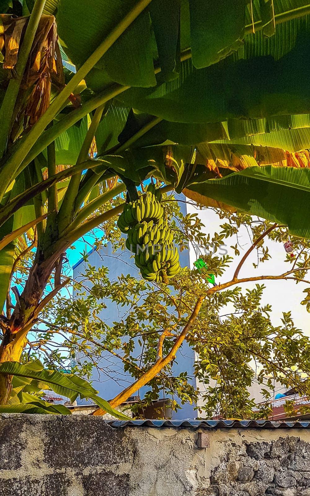 Bananas on banana tree tropical nature on Rasdhoo island in Rasdhoo Atoll Maldives.