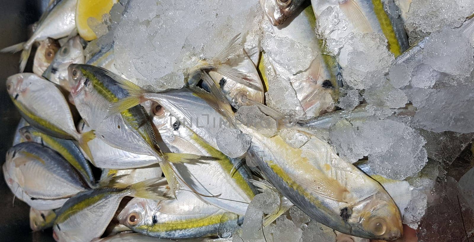 Selective focus Fresh fisheries product yellowstripe scad fish or yellowstripe trevally or yellow banded trevally, smooth tailed trevally, slender scaled trevally, slender trevally or selar kuning