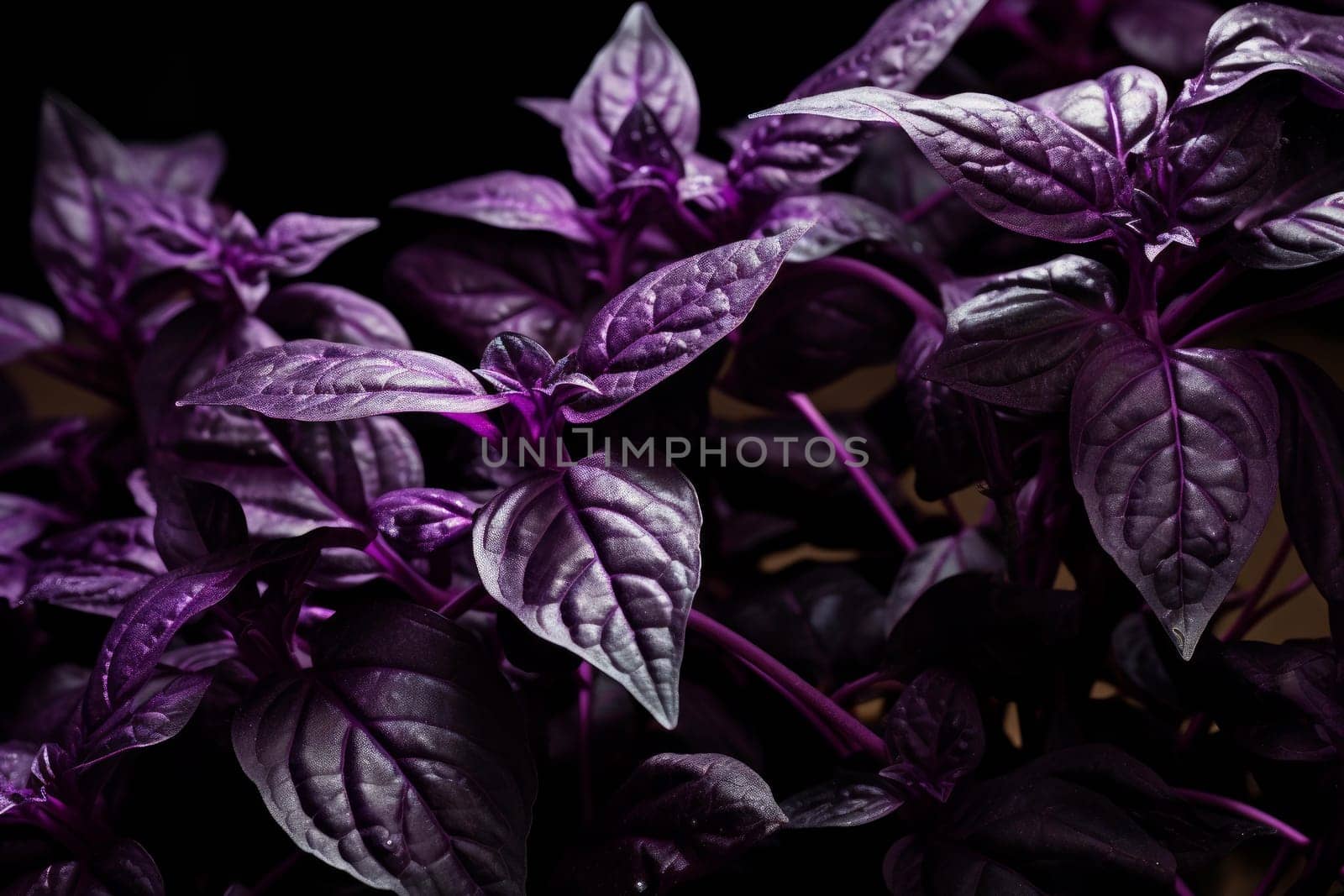 Vibrant Purple basil herbs plant background. Aroma taste garden spring food summer. Generate Ai