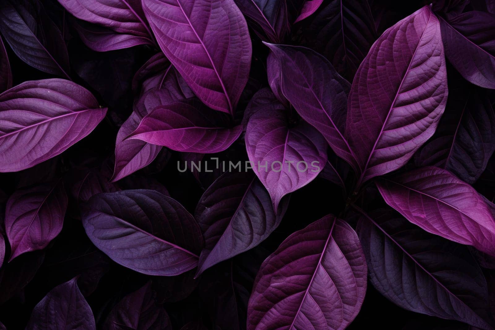 Stunning Purple flowers closeup dramatic. Generate Ai by ylivdesign