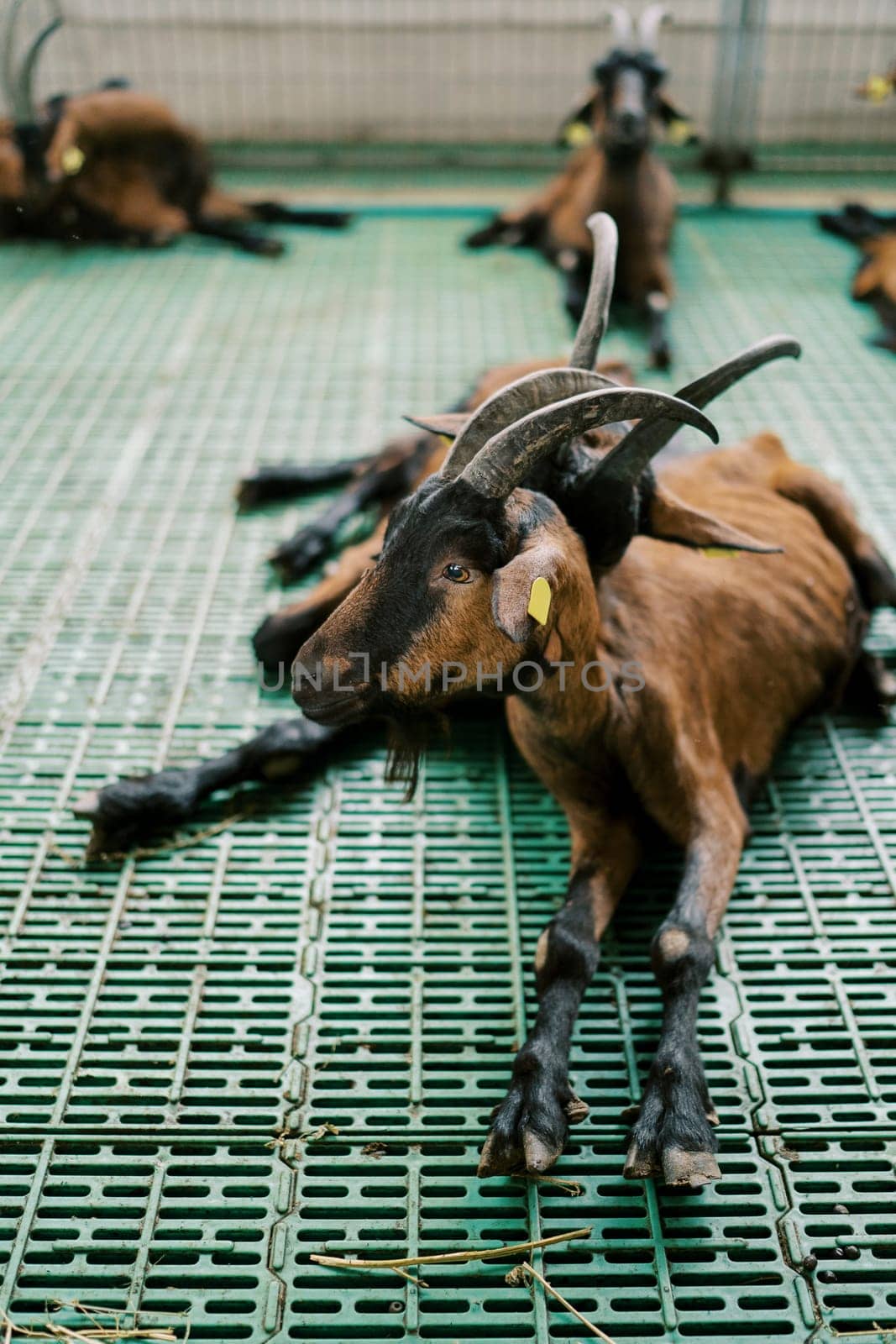 Brown baby goats with ear tags resting in a pen on a farm by Nadtochiy