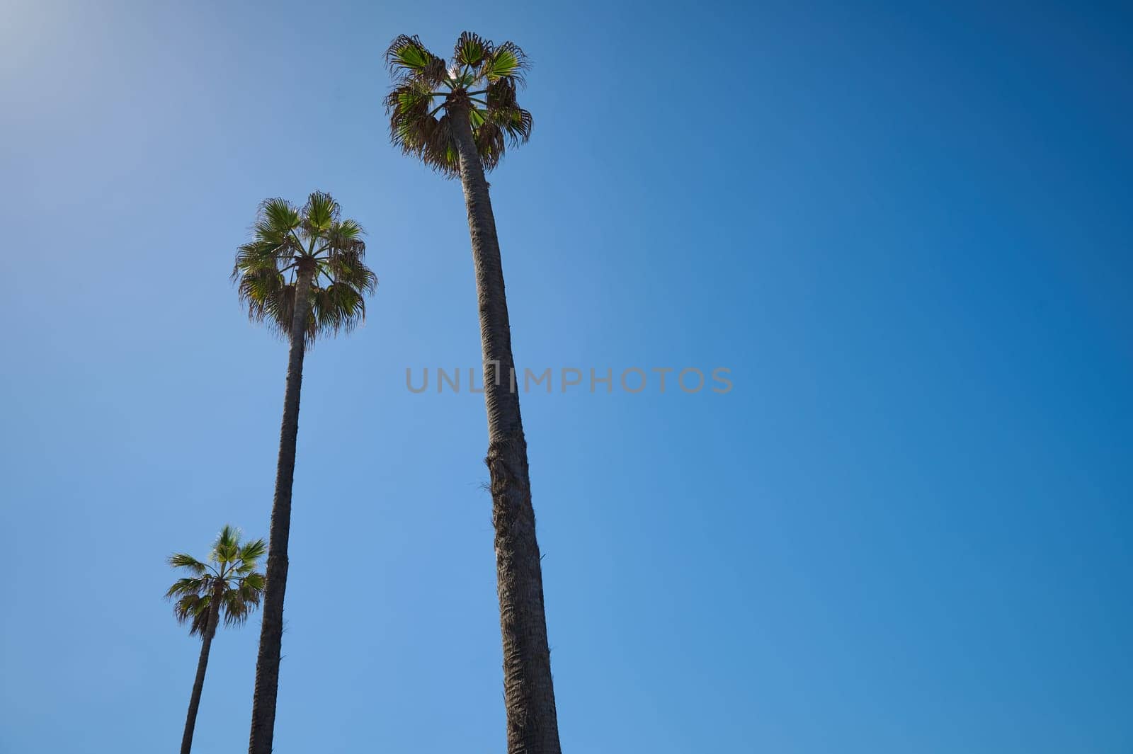 Palm trees over blue clear sky background. Copy space