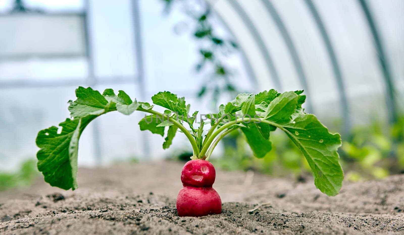 Close-up of a single red radish growing in the soil of a greenhouse.