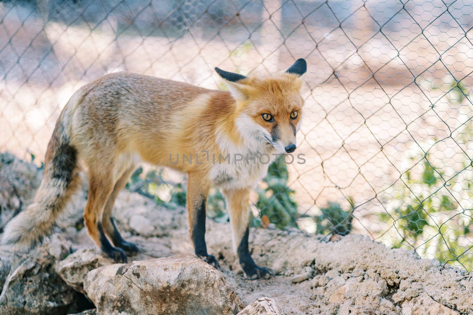 Red fox walks on stones in a zoo enclosure by Nadtochiy