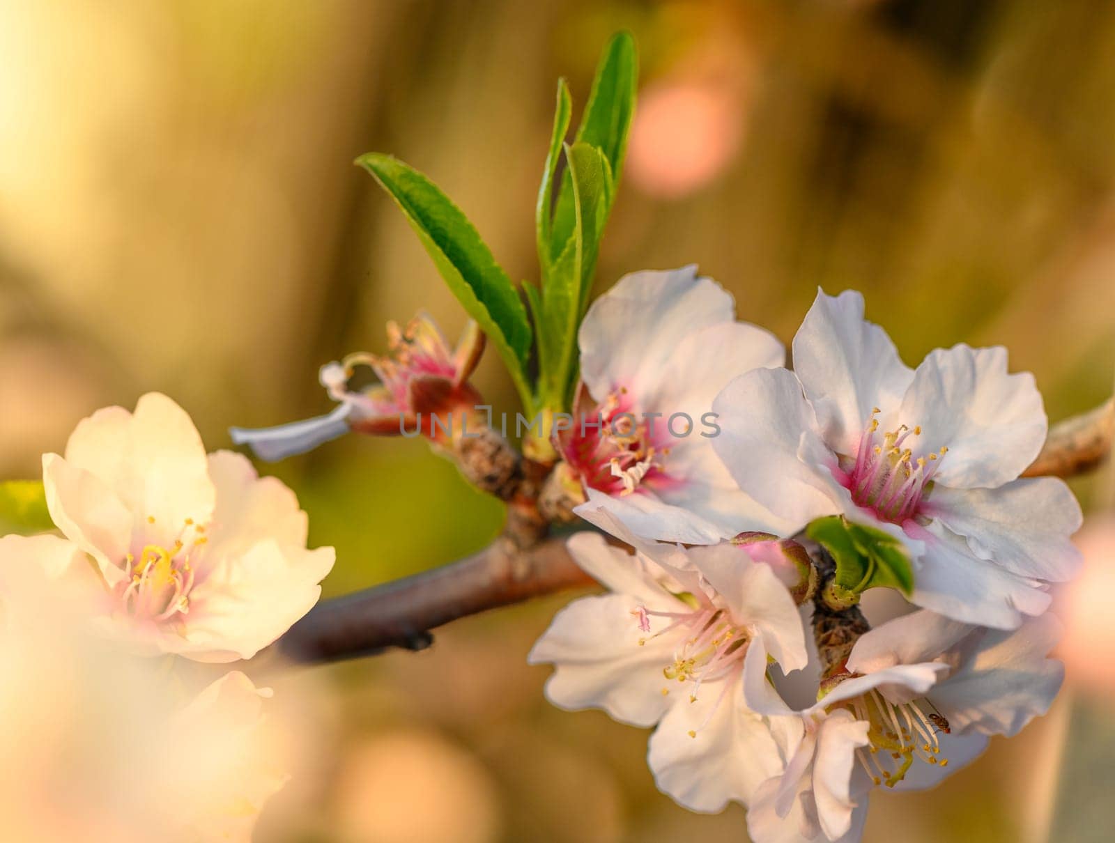 Almond flowers. Flowering almond tree in the garden. Blooming pink flowers on the branches 3
