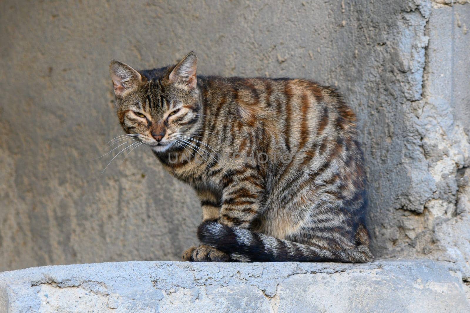 homeless sleepy cat cute mammal portrait sitting pose near grunge textured slum back street wall outdoor3