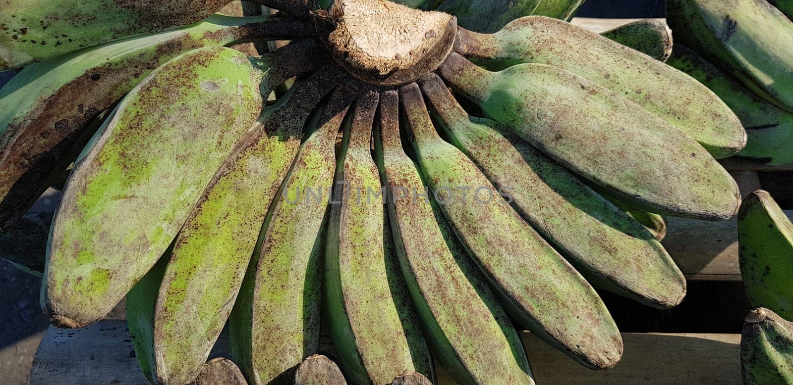 Pisang Kepok, kepok banana (musa acuminata) or yellow local banana in Indonesian the market. bananas can be made into delicious and nutritious food preparations. Indonesian fruit. ready to eat