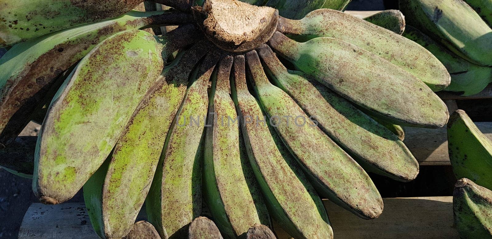 Pisang Kepok or kepok banana (musa acuminata) or yellow local banana in Indonesian the market ready to eat by antoksena