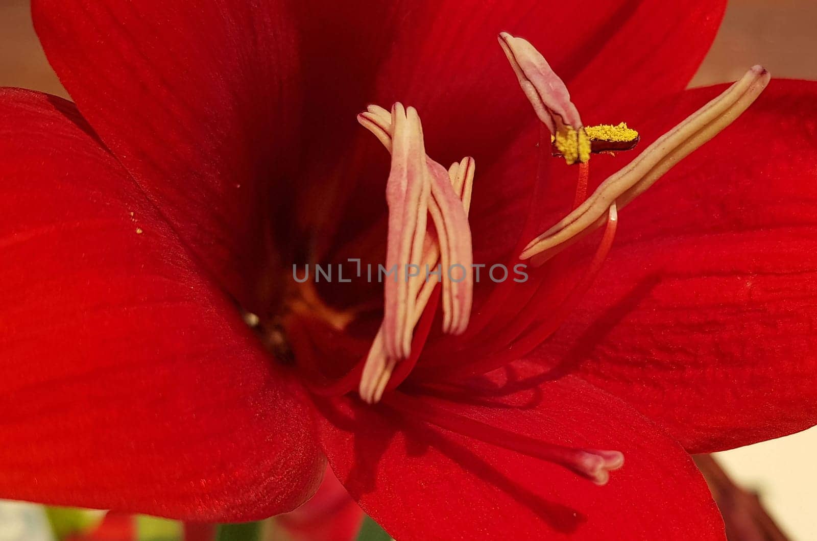 Close up Amaryllis flowers showing pollen, Amaryllis, Amaryllidaceae, Hippeastrum reginae Herb by antoksena