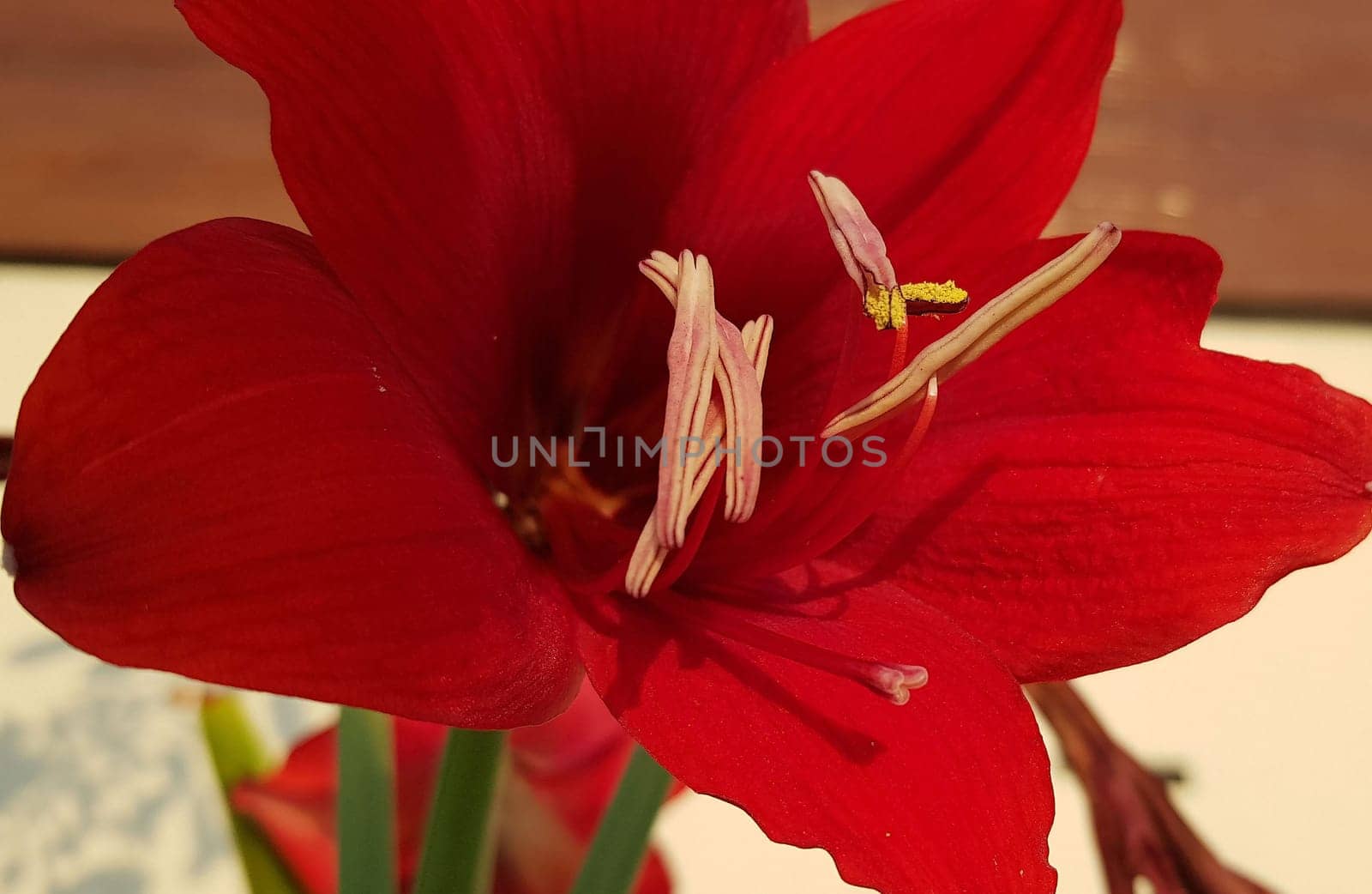 Close up Amaryllis flowers showing pollen, Amaryllis, Amaryllidaceae, Hippeastrum reginae Herb by antoksena