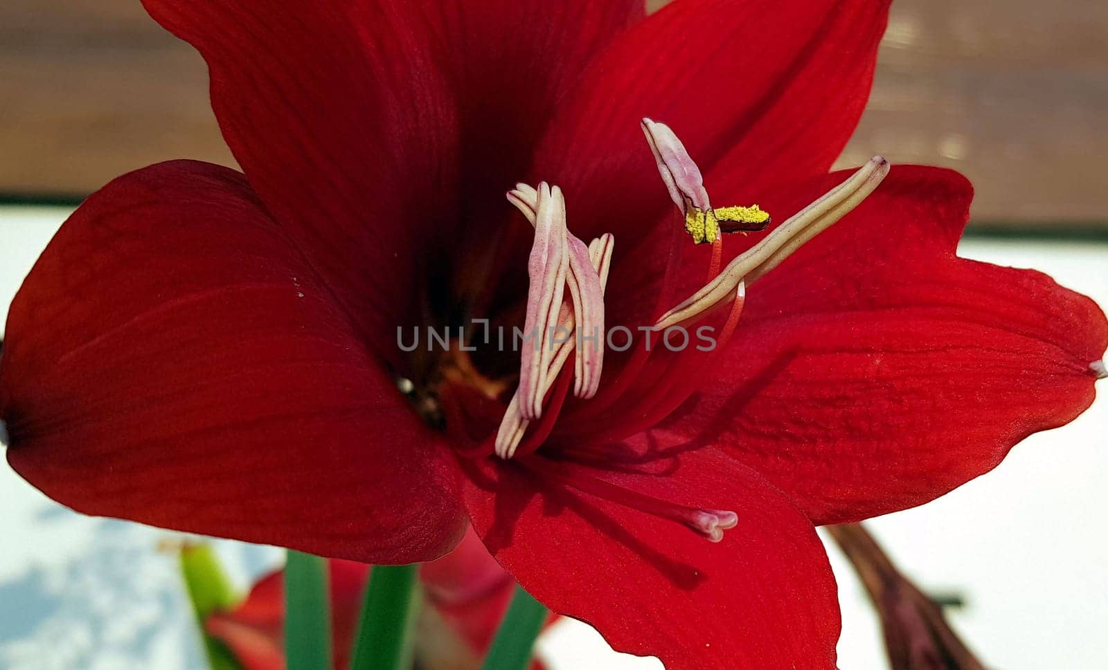 Close up Amaryllis flowers showing pollen, Amaryllis, Amaryllidaceae, Hippeastrum reginae Herb by antoksena