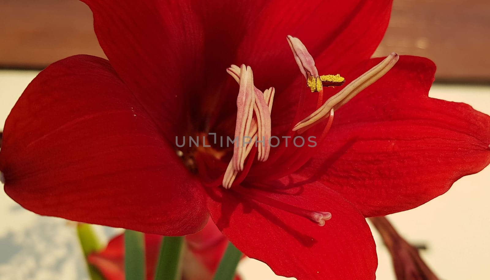 Close up Amaryllis flowers showing pollen, Amaryllis, Amaryllidaceae, Hippeastrum reginae Herb blooming in the garden