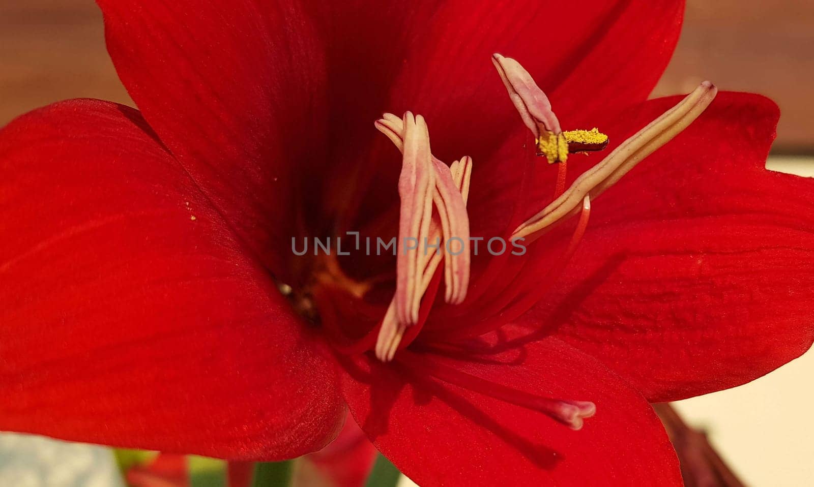 Close up Amaryllis flowers showing pollen, Amaryllis, Amaryllidaceae, Hippeastrum reginae Herb blooming in the garden