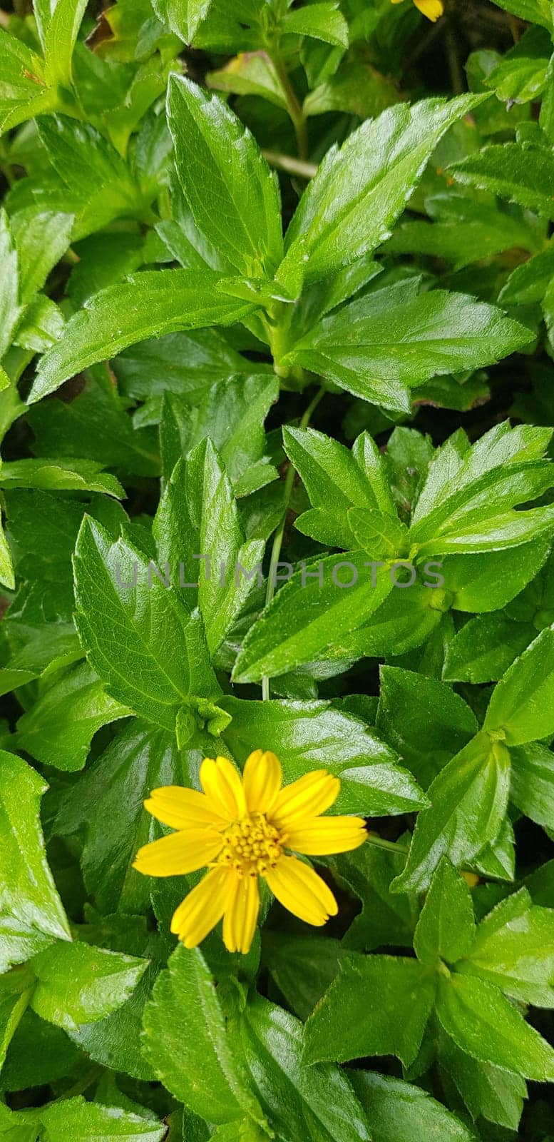 Indian Daisy or Indian summer or Rudbeckia hirta or Black-Eyed Susan or Bay Biscayne creeping-oxeye or Sphagneticola trilobata