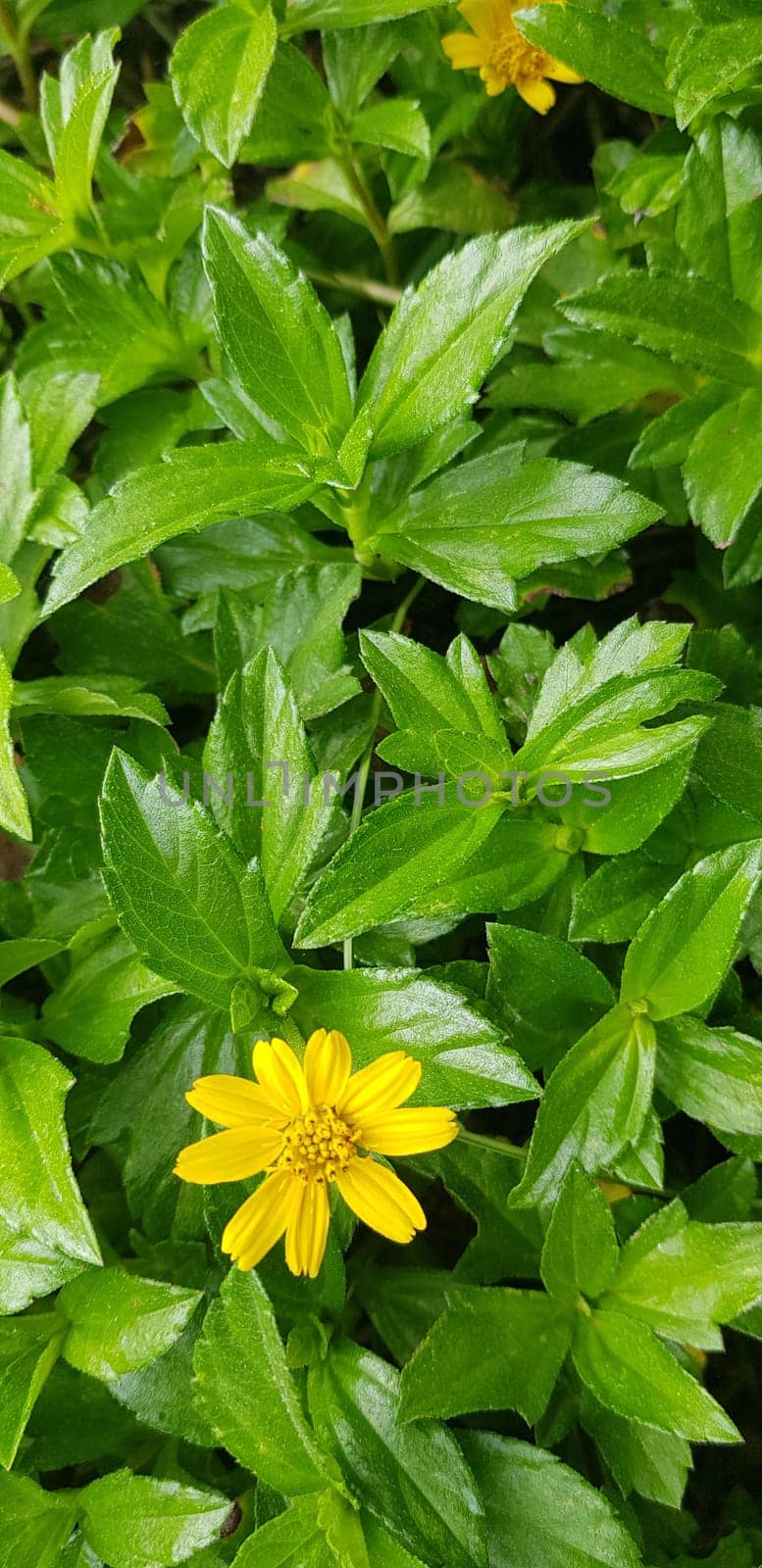 Indian Daisy or Indian summer or Rudbeckia hirta or Black-Eyed Susan or Bay Biscayne creeping-oxeye or Sphagneticola trilobata