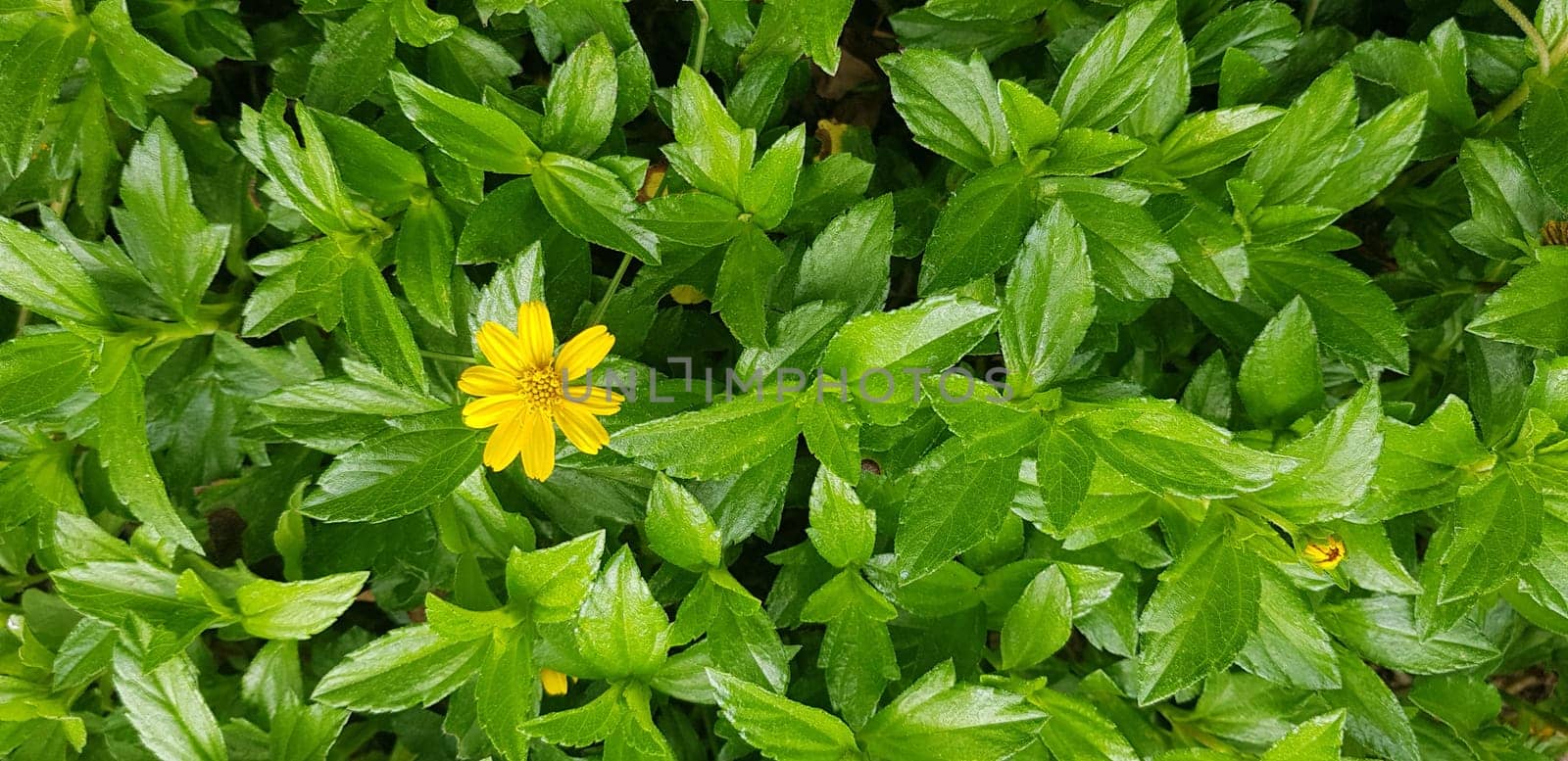 Indian Daisy or Indian summer or Rudbeckia hirta or Black-Eyed Susan or Bay Biscayne creeping-oxeye or Sphagneticola trilobata