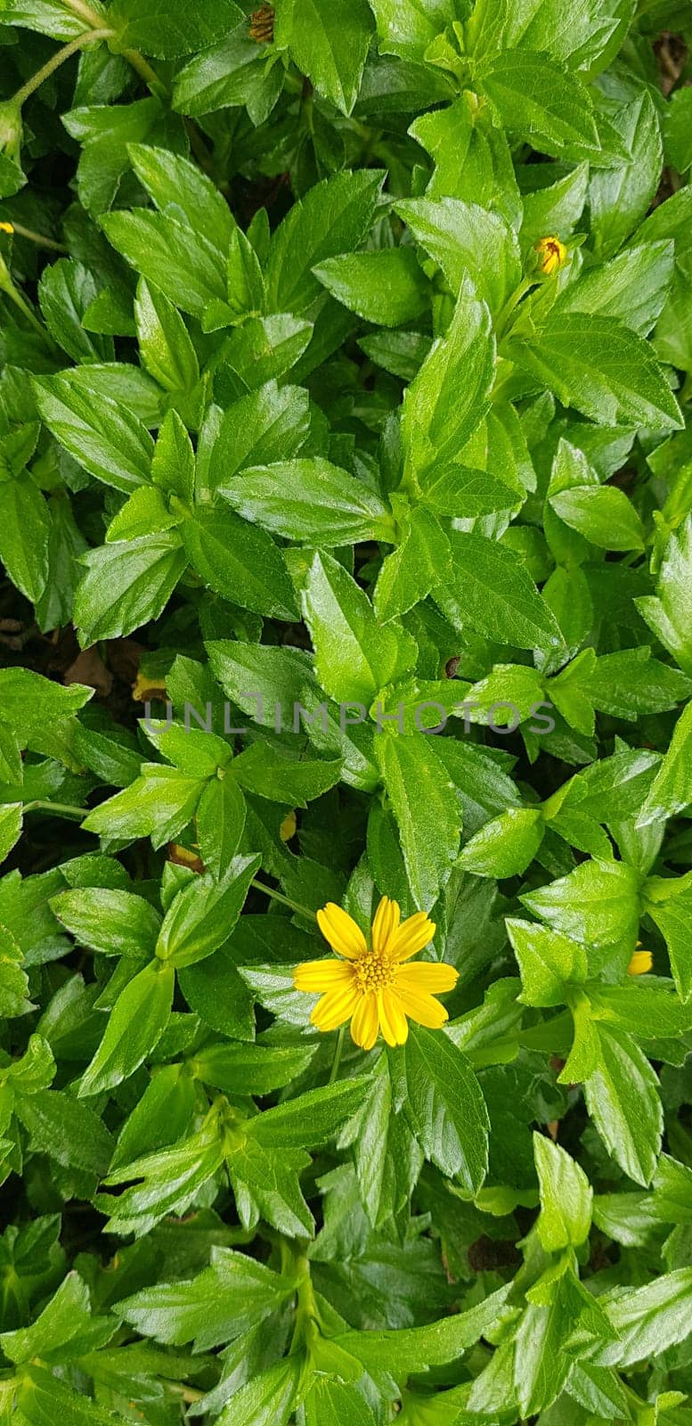 Indian Daisy or Indian summer or Rudbeckia hirta or Black-Eyed Susan or Bay Biscayne creeping-oxeye or Sphagneticola trilobata