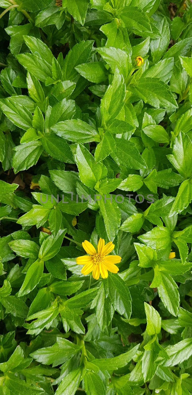 Indian Daisy or Indian summer or Rudbeckia hirta or Black-Eyed Susan or Bay Biscayne creeping-oxeye or Sphagneticola trilobata