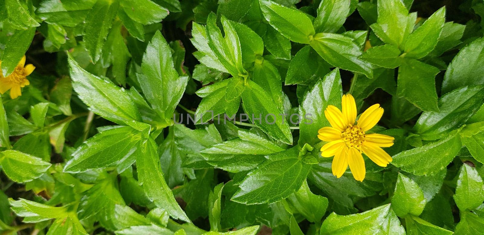 Indian Daisy or Indian summer or Rudbeckia hirta or Black-Eyed Susan or Bay Biscayne creeping-oxeye or Sphagneticola trilobata