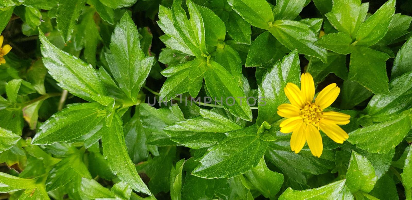 Indian Daisy or Indian summer or Rudbeckia hirta or Black-Eyed Susan or Bay Biscayne creeping-oxeye or Sphagneticola trilobata