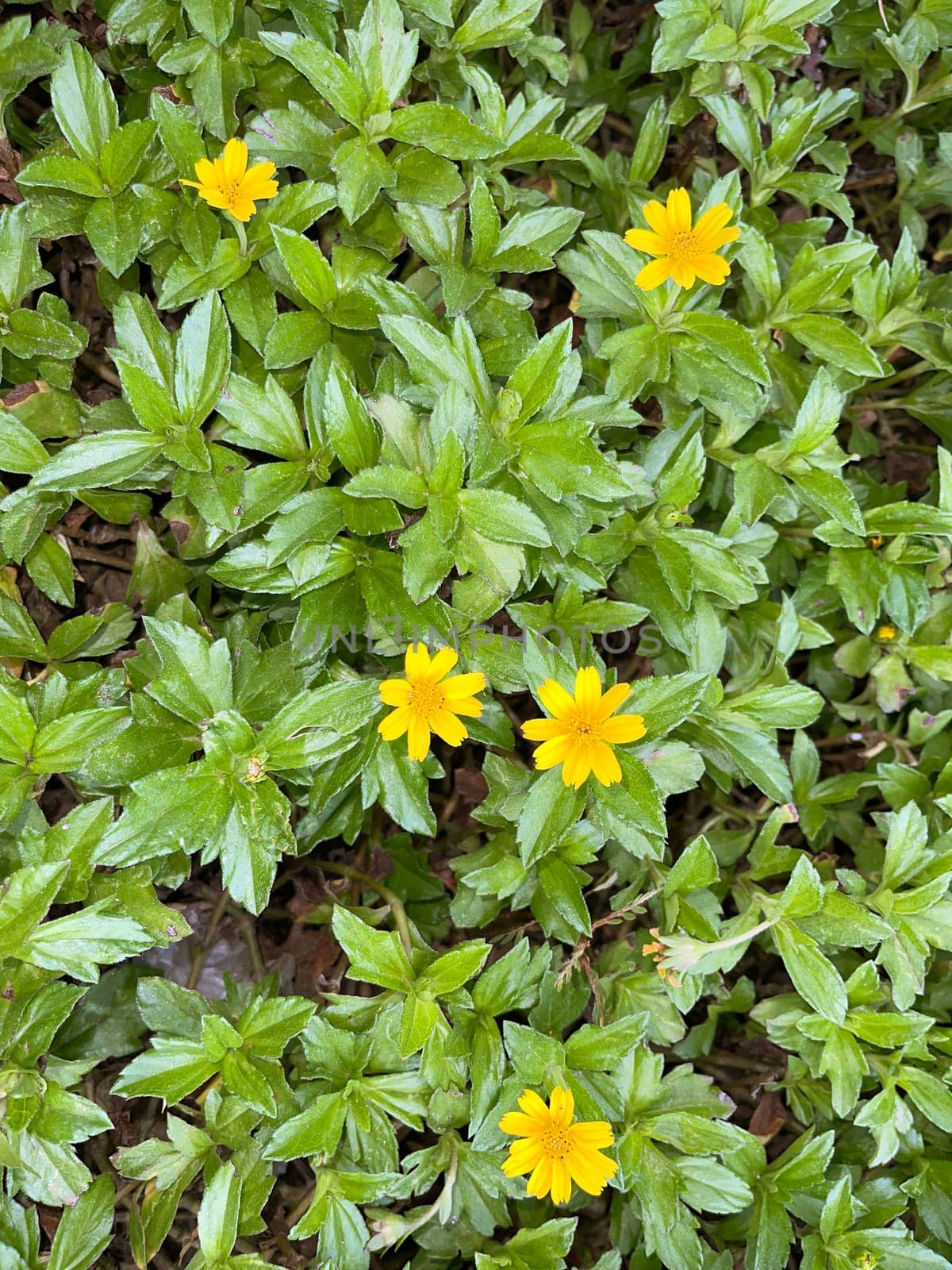Indian Daisy or Indian summer or Rudbeckia hirta or Black-Eyed Susan or Bay Biscayne creeping-oxeye or Sphagneticola trilobata