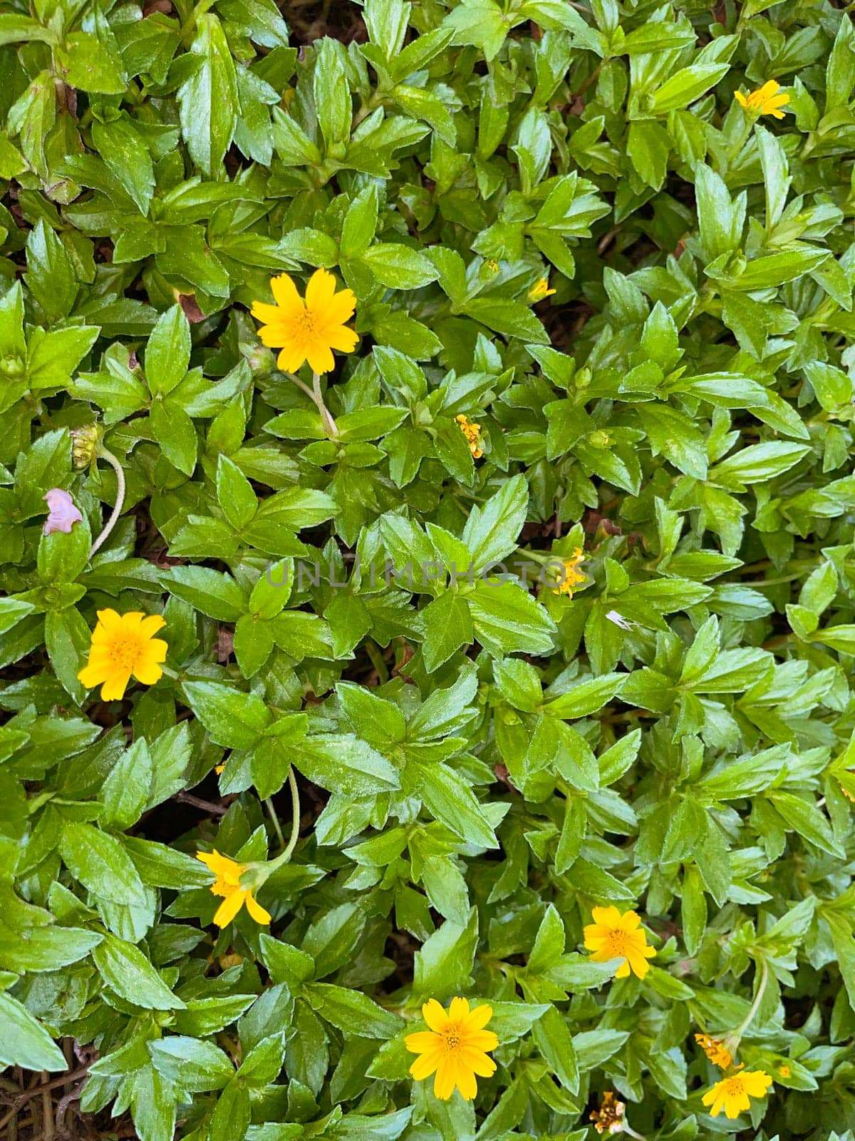 Indian Daisy or Indian summer or Rudbeckia hirta or Black-Eyed Susan or Bay Biscayne creeping-oxeye or Sphagneticola trilobata