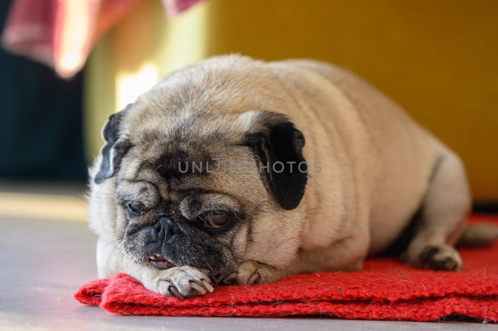 Senior old pug sitting on the floor at home