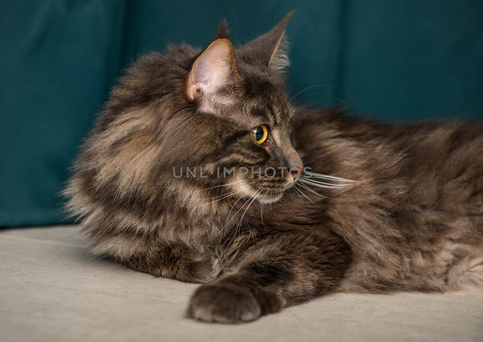 beautiful Maine Coon with yellow eyes on a green background 4