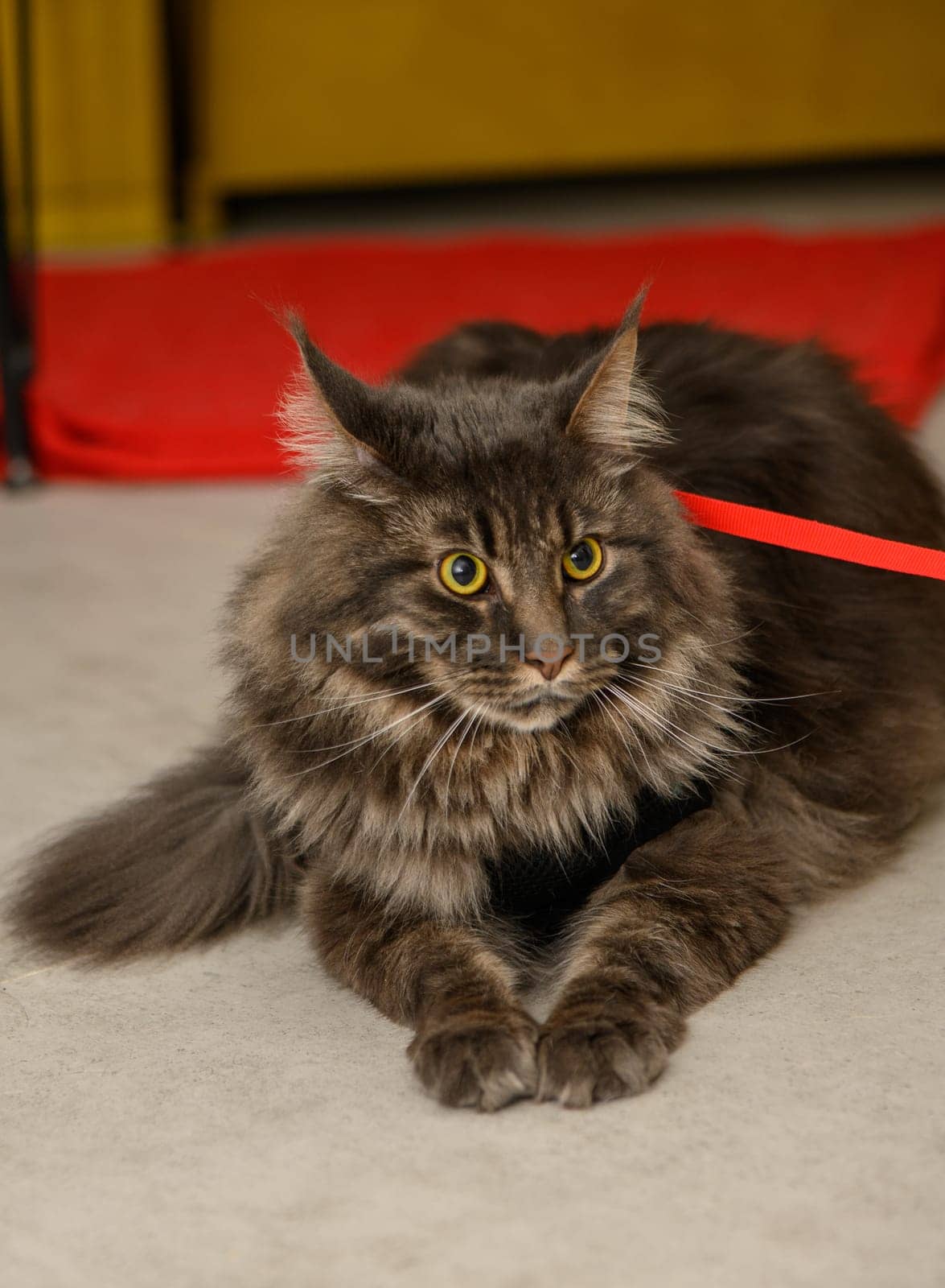 young Maine Coon with a red background 3 by Mixa74