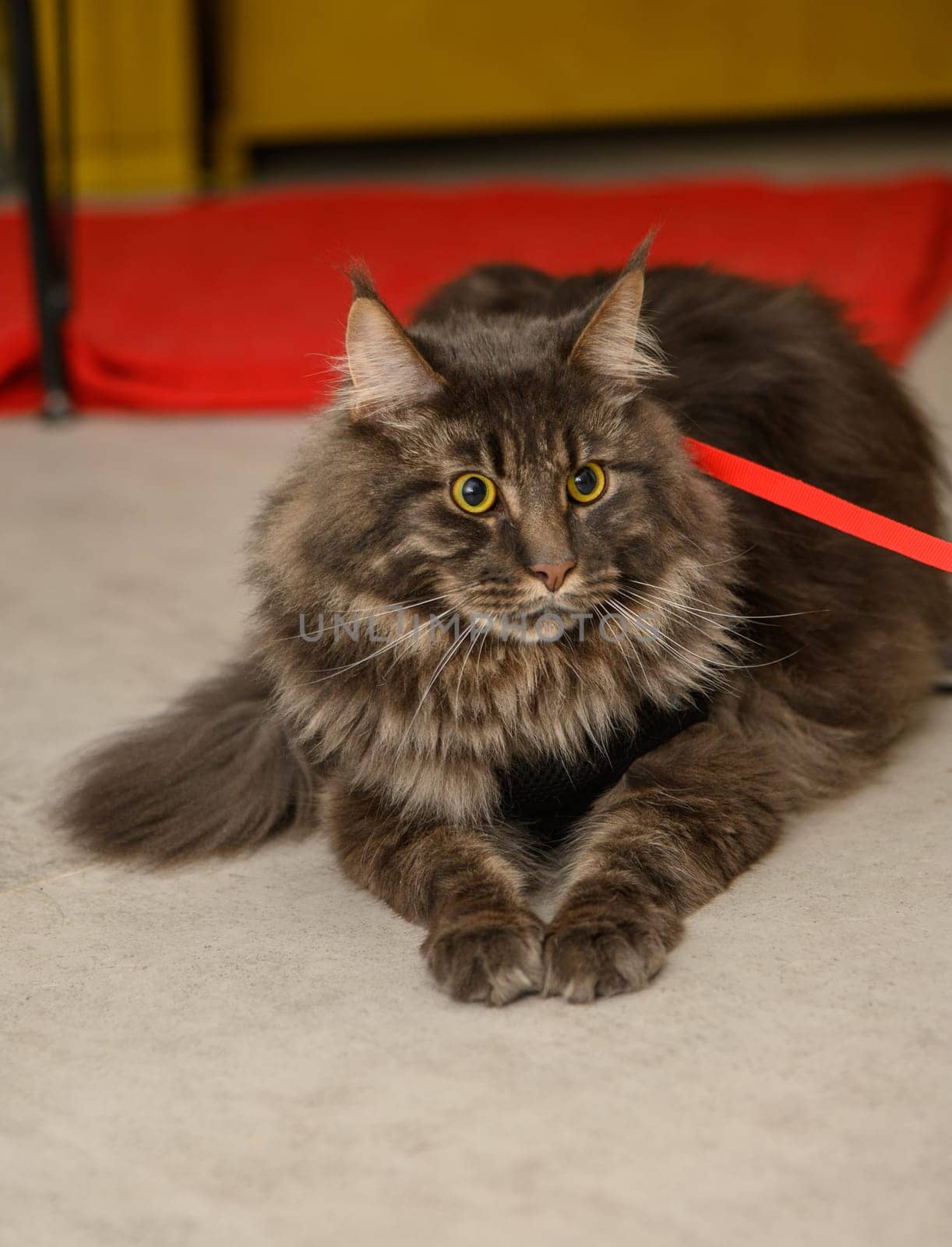 beautiful young maine coon with on a leash 2