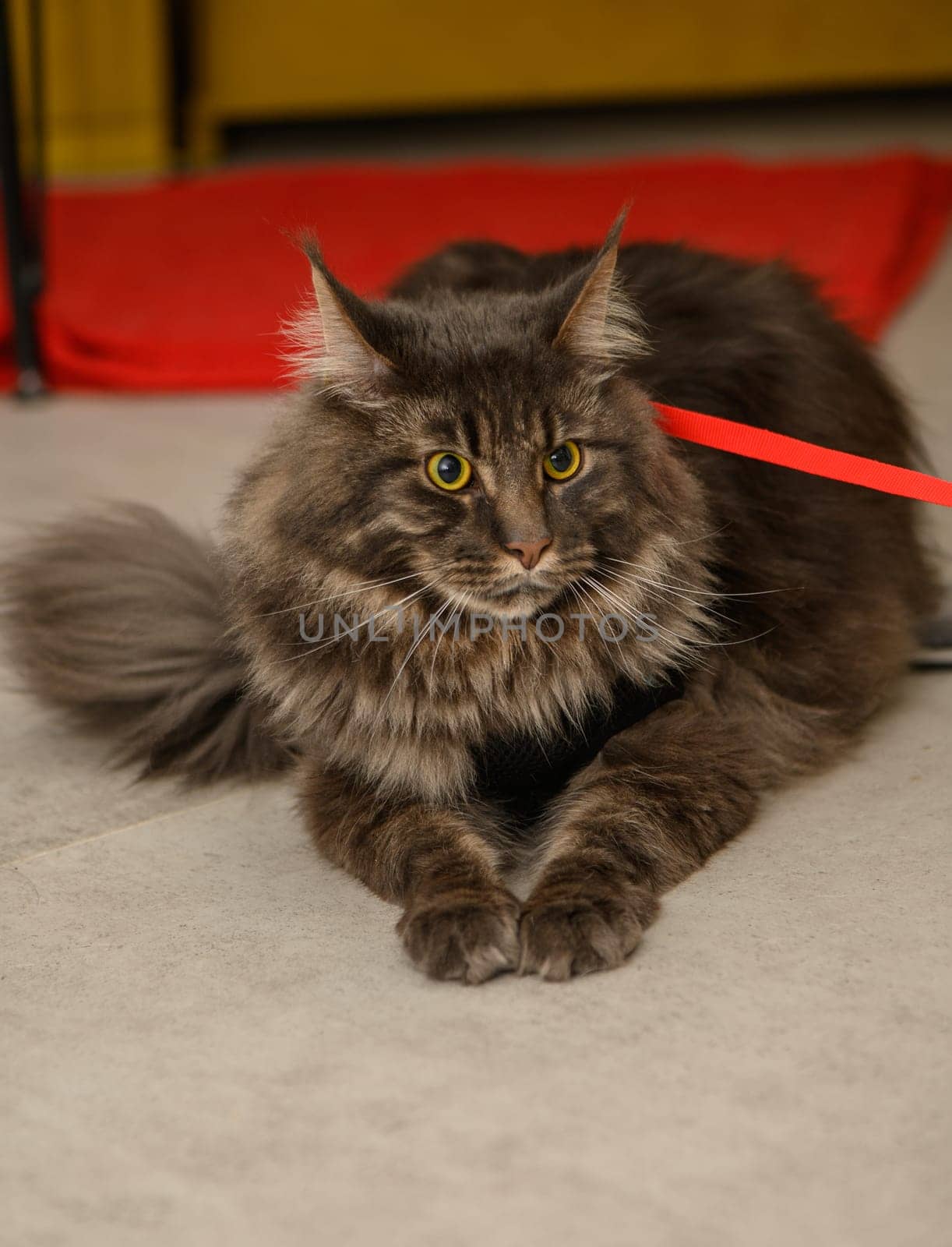 beautiful young maine coon with on a leash 3