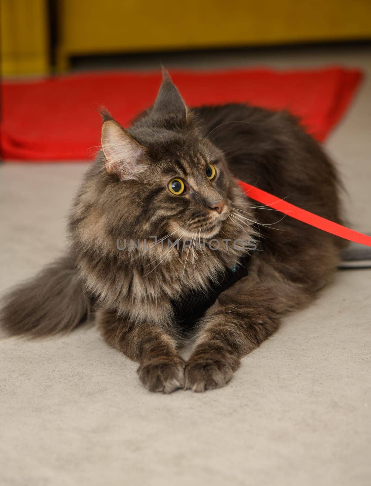 young Maine Coon with a red background by Mixa74