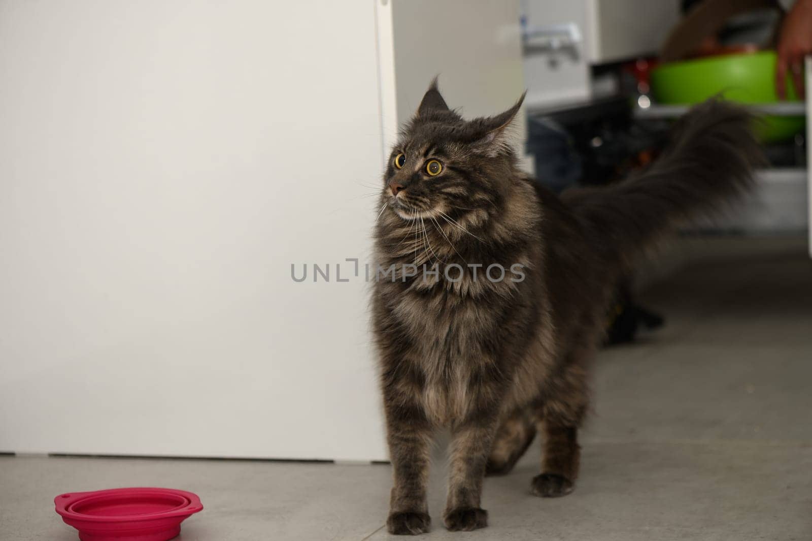 Fluffy Maine Coon walks through the kitchen 1