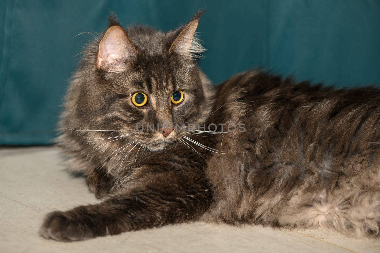 Maine Coon lies on the floor in the room 2