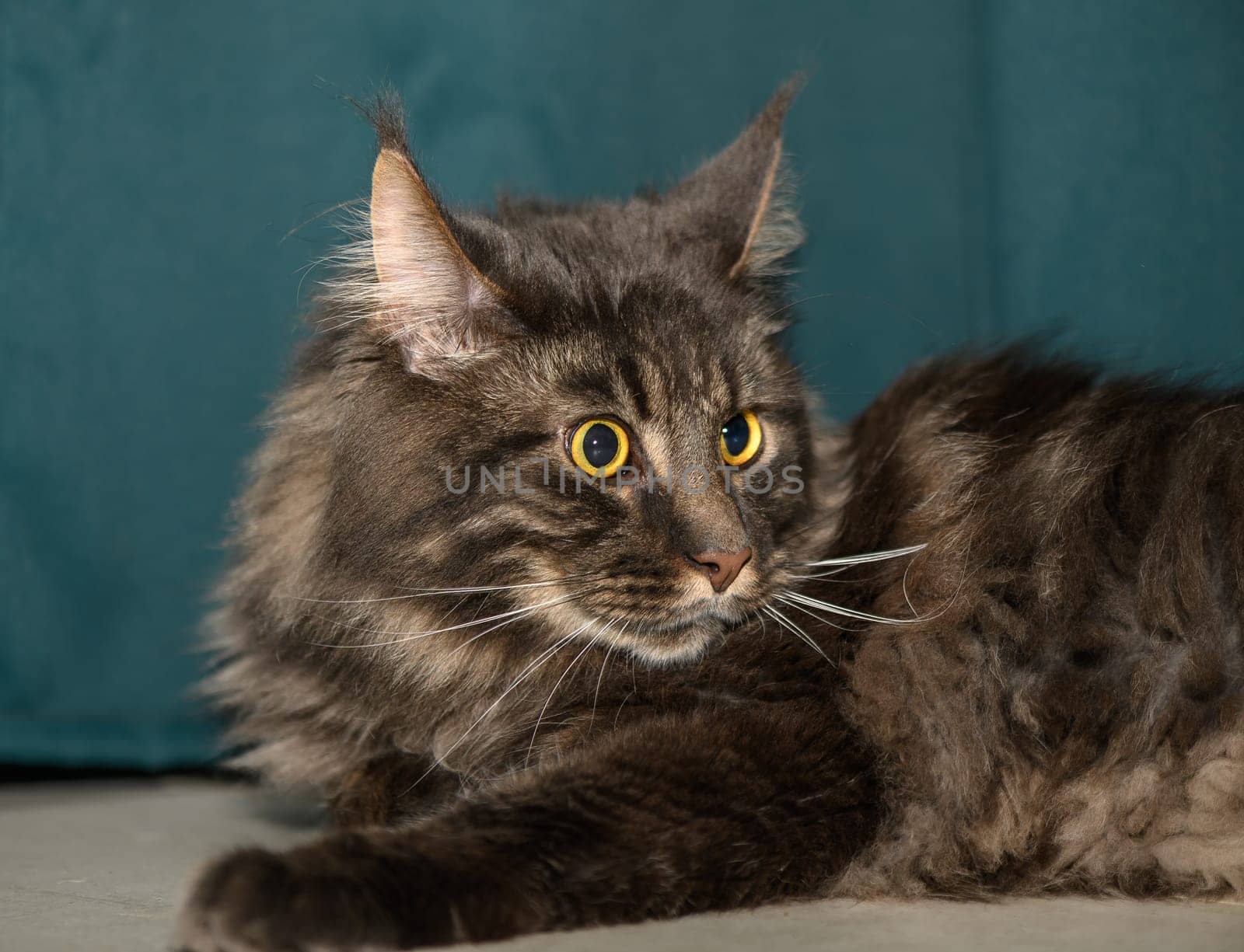 Maine Coon lies on the floor on a green background 5 by Mixa74