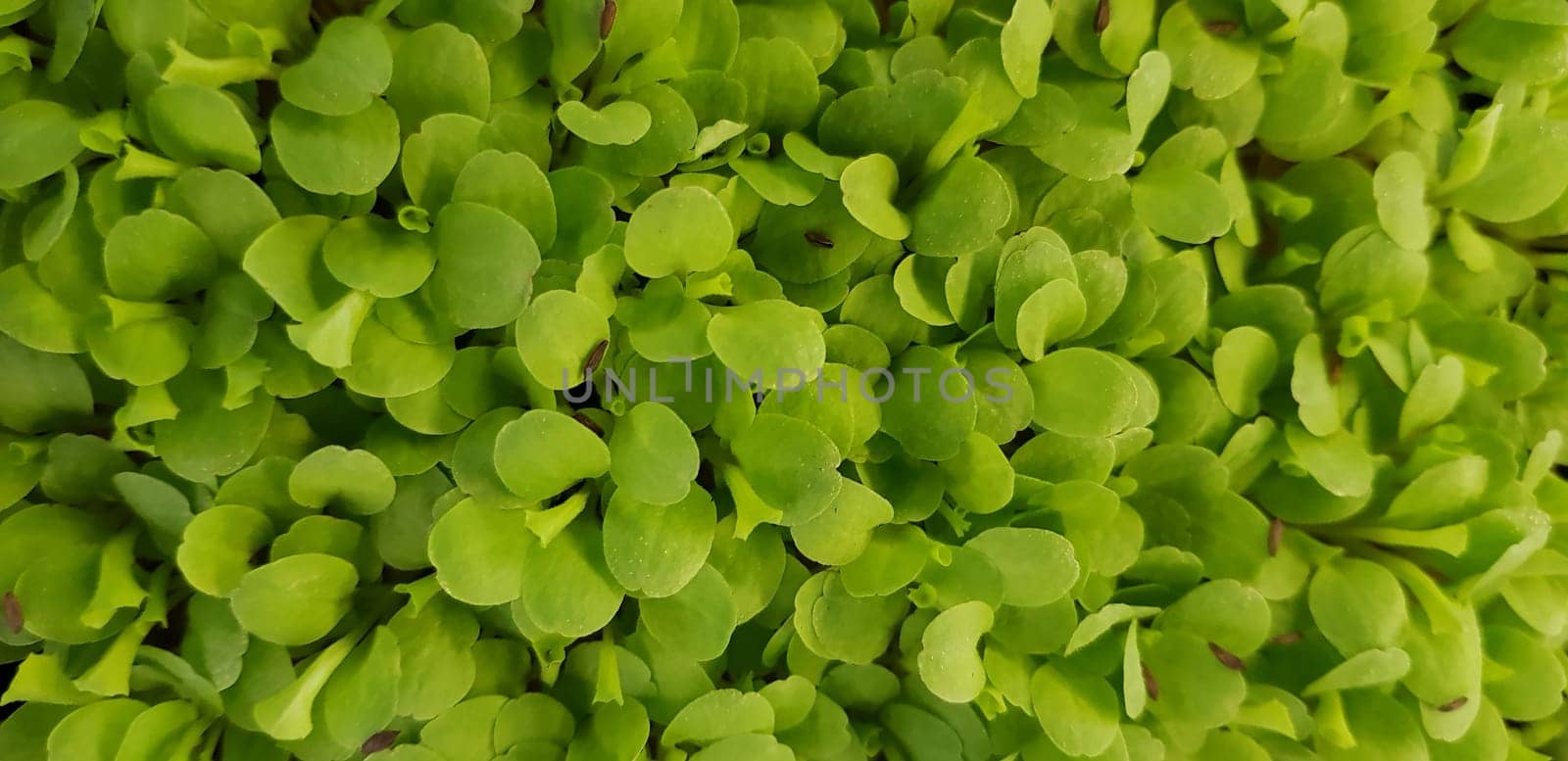 Stellaria media or Common chickweed or little mouse ear chickweed is an annual flowering plants in the carnation family Caryophllaceae.It is grown as a vegetable crop and ground cover for both human and poultry