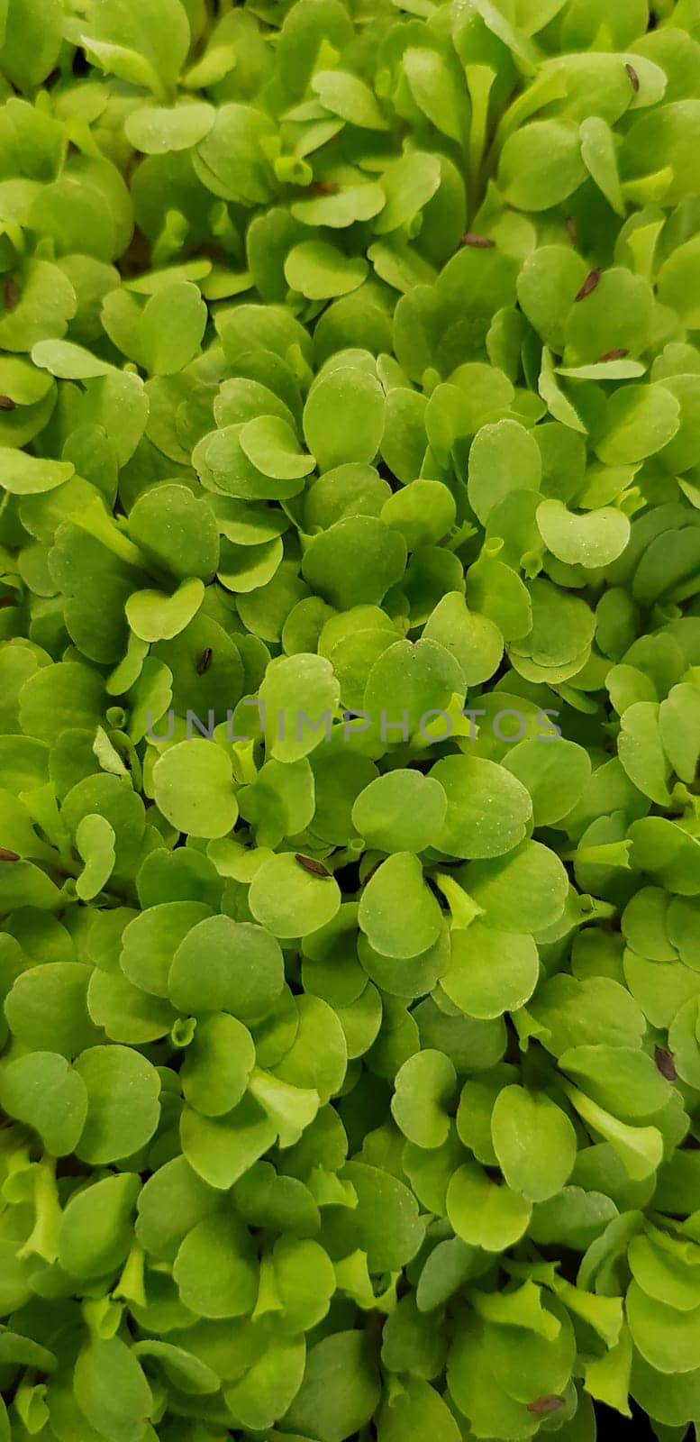 Stellaria media or Common chickweed or little mouse ear chickweed is an annual flowering plants in the carnation family Caryophllaceae.It is grown as a vegetable crop and ground cover for both human and poultry