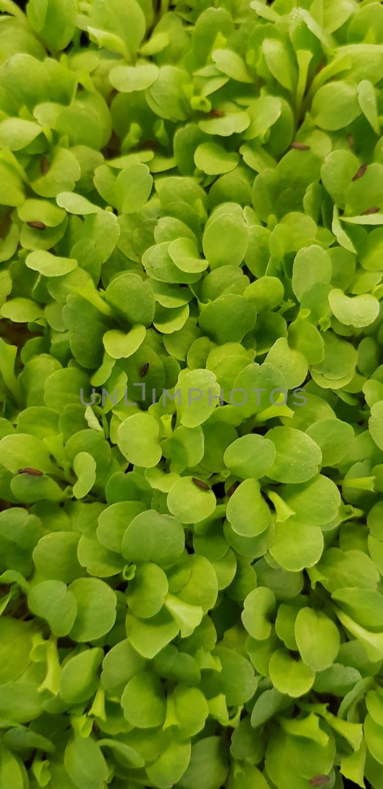 Stellaria media or Common chickweed or little mouse ear chickweed is an annual flowering plants in the carnation family Caryophllaceae.It is grown as a vegetable crop and ground cover for both human and poultry