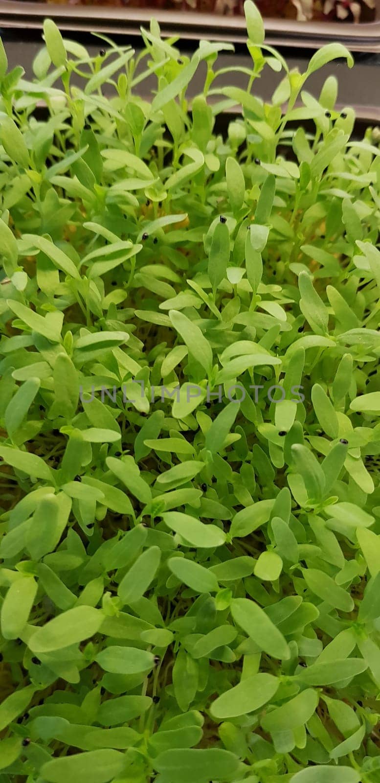 Stellaria media or Common chickweed or little mouse ear chickweed is an annual flowering plants in the carnation family Caryophllaceae.It is grown as a vegetable crop and ground cover for both human and poultry