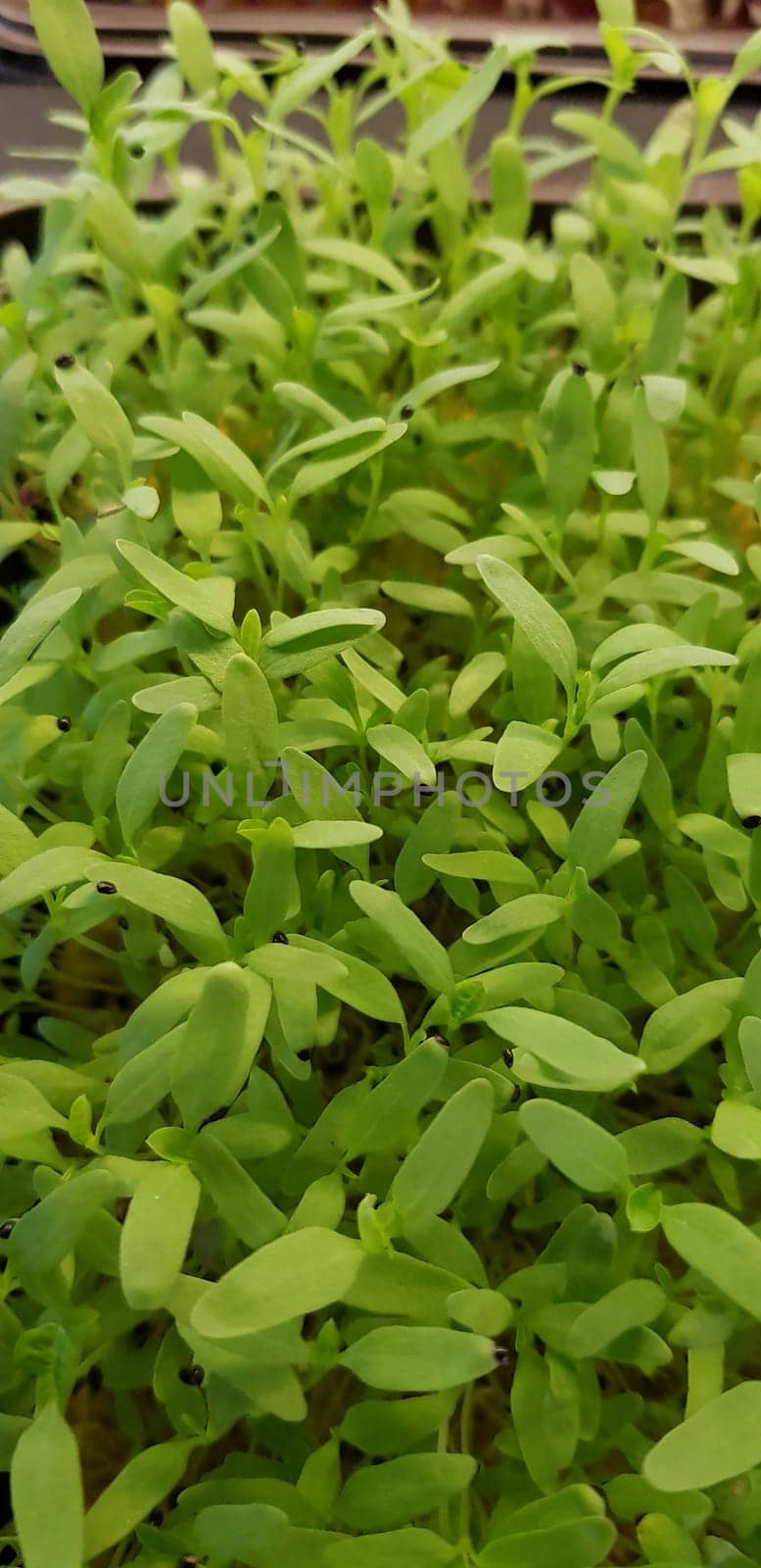 Stellaria media or Common chickweed or little mouse ear chickweed is an annual flowering plants in the carnation family Caryophllaceae.It is grown as a vegetable crop and ground cover for both human and poultry