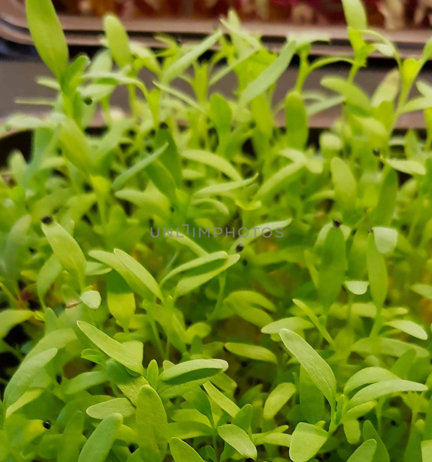 Stellaria media or Common chickweed or little mouse ear chickweed is an annual flowering plants in the carnation family Caryophllaceae.It is grown as a vegetable crop and ground cover for both human and poultry